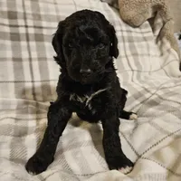 Blitzen, a male Mountain Cur and Poodle - Standard  for sale in Moravian Falls, NC – Photo 1 of 3