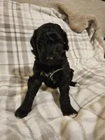 Blitzen, a male Mountain Cur and Poodle - Standard  for sale in Moravian Falls, NC – Photo 1 of 3