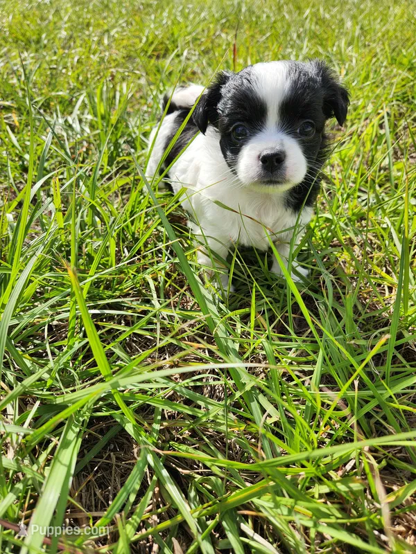 Domino, a female Australian Terrier and Chihuahua for sale in Saint Cloud, FL – 1 of 7