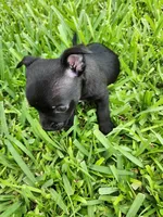 Aragorn, a male Australian Terrier and Chihuahua for sale in St. Cloud, FL – 3 of 5