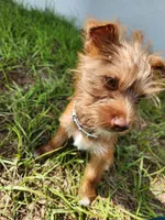 Wiggles, a male Australian Terrier and Chihuahua for sale in Saint Cloud, FL – 6 of 6
