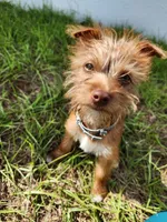 Wiggles, a male Australian Terrier and Chihuahua for sale in Saint Cloud, FL – 2 of 6