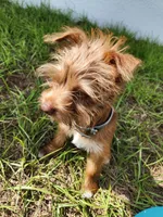 Wiggles, a male Australian Terrier and Chihuahua for sale in Saint Cloud, FL – 5 of 6