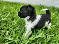 Legolas, a male Australian Terrier and Chihuahua for sale in St. Cloud, FL – 4 of 4