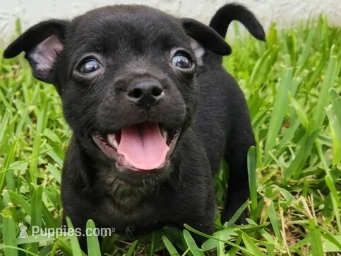Aragorn – Australian Terrier, Chihuahua puppy for sale in St. Cloud, FL