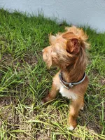 Wiggles, a male Australian Terrier and Chihuahua for sale in Saint Cloud, FL – 4 of 6