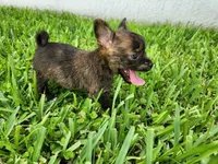 Gimli, a male Australian Terrier and Chihuahua for sale in St. Cloud, FL – 3 of 6
