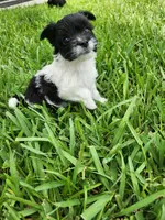Legolas, a male Australian Terrier and Chihuahua for sale in St. Cloud, FL – 3 of 4