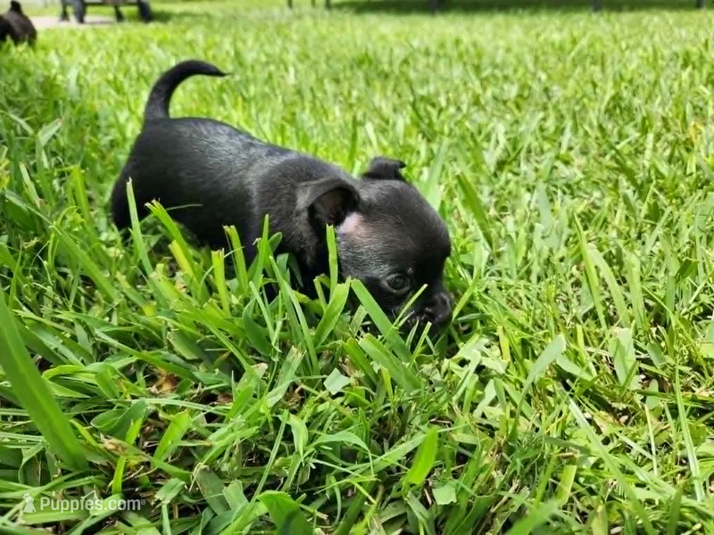 Aragorn – Australian Terrier, Chihuahua puppy for sale in St. Cloud, FL
