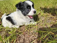 Domino, a female Australian Terrier and Chihuahua for sale in Saint Cloud, FL – 2 of 7