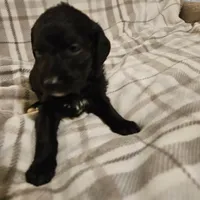 Cupid, a male Mountain Cur and Poodle - Standard  for sale in Moravian Falls, NC – Photo 2 of 2