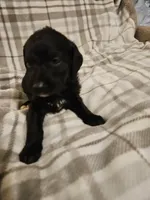 Cupid, a male Mountain Cur and Poodle - Standard  for sale in Moravian Falls, NC – Photo 2 of 2