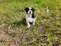 Domino, a female Australian Terrier and Chihuahua for sale in Saint Cloud, FL – 3 of 7