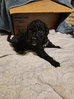 Dasher, a male Mountain Cur and Poodle - Standard  for sale in Moravian Falls, NC – Photo 3 of 3