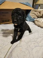 Dasher, a male Mountain Cur and Poodle - Standard  for sale in Moravian Falls, NC – Photo 1 of 3