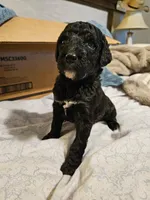Dasher, a male Mountain Cur and Poodle - Standard  for sale in Moravian Falls, NC – Photo 2 of 3