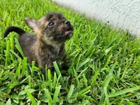 Gimli, a male Australian Terrier and Chihuahua for sale in St. Cloud, FL – 5 of 6