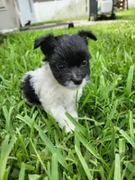 Legolas, a male Australian Terrier and Chihuahua for sale in St. Cloud, FL – 2 of 4