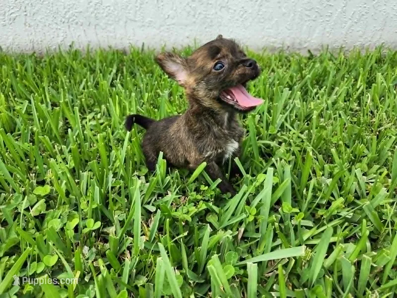 Gimli – Australian Terrier, Chihuahua puppy for sale in St. Cloud, FL