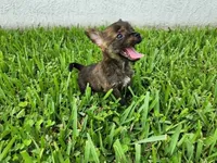 Gimli, a male Australian Terrier and Chihuahua for sale in St. Cloud, FL – 4 of 6