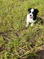 Domino, a female Australian Terrier and Chihuahua for sale in Saint Cloud, FL – 6 of 7