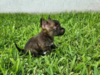 Gimli, a male Australian Terrier and Chihuahua for sale in St. Cloud, FL – 2 of 6