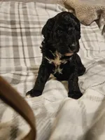 Dancer, a male Mountain Cur and Poodle - Standard  for sale in Moravian Falls, NC – Photo 2 of 2