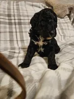 Dancer, a male Mountain Cur and Poodle - Standard  for sale in Moravian Falls, NC – Photo 1 of 2