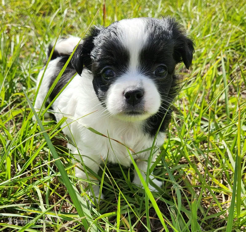 Domino – Australian Terrier, Chihuahua puppy for sale in Saint Cloud, FL