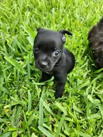 Aragorn, a male Australian Terrier and Chihuahua for sale in St. Cloud, FL – 4 of 5