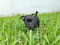 Aragorn, a male Australian Terrier and Chihuahua for sale in St. Cloud, FL – 5 of 5