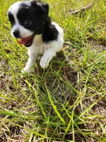 Domino, a female Australian Terrier and Chihuahua for sale in Saint Cloud, FL – 4 of 7