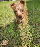 Wiggles, a male Australian Terrier and Chihuahua for sale in Saint Cloud, FL – 3 of 6