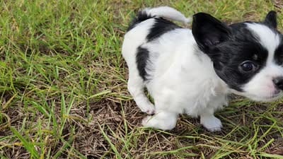 Domino, a female Australian Terrier and Chihuahua for sale in Saint Cloud, FL – 7 of 7