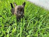 Gimli, a male Australian Terrier and Chihuahua for sale in St. Cloud, FL – 1 of 6
