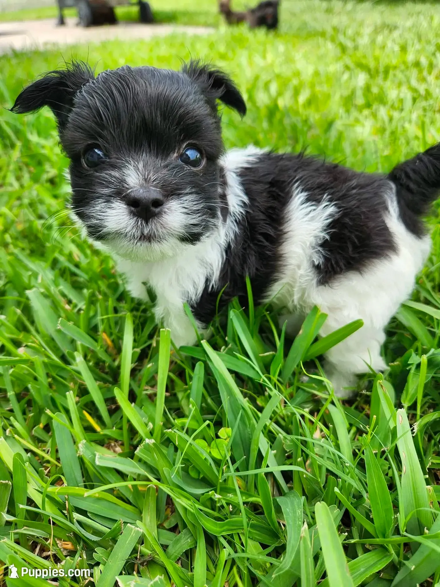 Legolas, a male Australian Terrier and Chihuahua for sale in St. Cloud, FL – 1 of 4