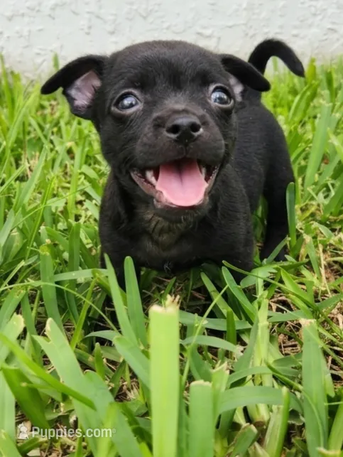 Aragorn – Australian Terrier, Chihuahua puppy for sale in St. Cloud, FL