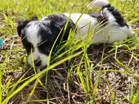 Domino, a female Australian Terrier and Chihuahua for sale in Saint Cloud, FL – 5 of 7