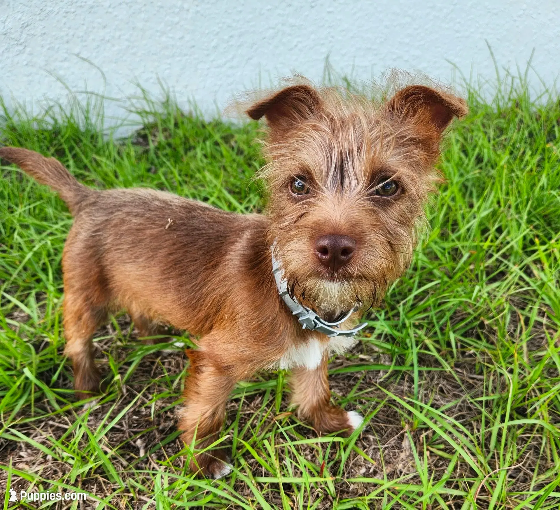 Wiggles, a male Australian Terrier and Chihuahua for sale in Saint Cloud, FL – 1 of 6