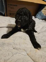 Prancer, a female Mountain Cur and Poodle - Standard  for sale in Moravian Falls, NC – Photo 2 of 3