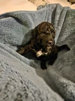 Prancer, a female Mountain Cur and Poodle - Standard  for sale in Moravian Falls, NC – Photo 3 of 3