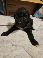 Prancer, a female Mountain Cur and Poodle - Standard  for sale in Moravian Falls, NC – Photo 1 of 3