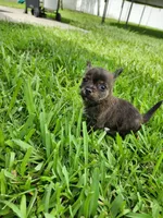 Gimli, a male Australian Terrier and Chihuahua for sale in St. Cloud, FL – 6 of 6