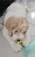 Flaca, a female Goldendoodle for sale in Gainesville, FL – 2 of 3