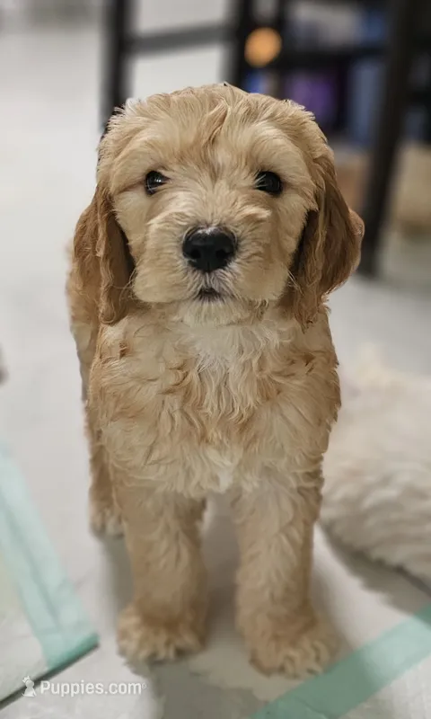 Peke  – Goldendoodle puppy for sale in Gainesville, FL