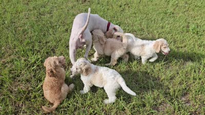 Oso, a male Goldendoodle for sale in Gainesville, FL – 4 of 4