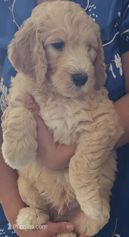 Oso – Goldendoodle puppy for sale in Gainesville, FL