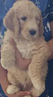 Oso, a male Goldendoodle for sale in Gainesville, FL – 1 of 4