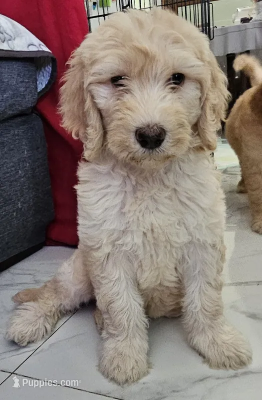 Maty – Goldendoodle puppy for sale in Gainesville, FL