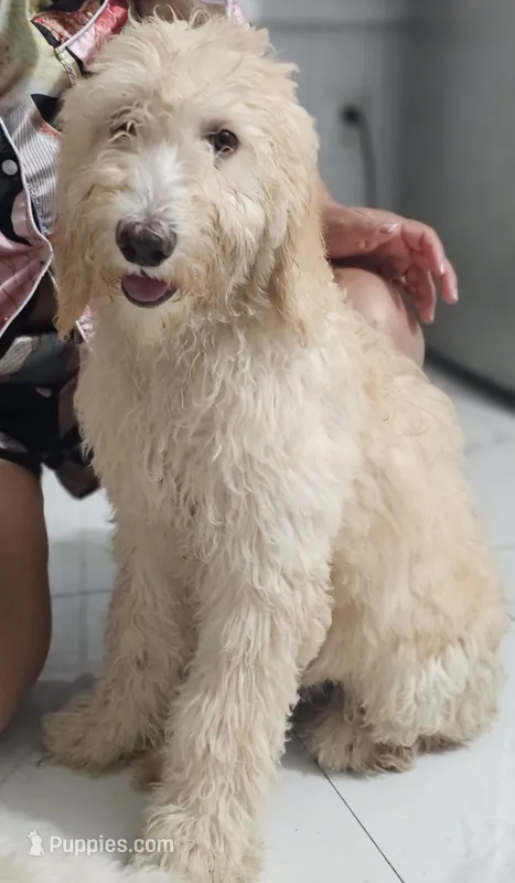 Maty – Goldendoodle puppy for sale in Gainesville, FL